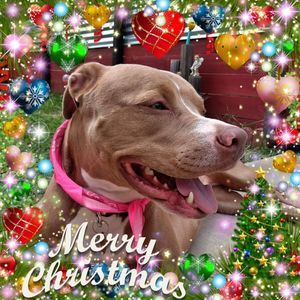 Meet your Posher, Israel